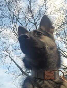Dyanara - suche neue Familie - Overath