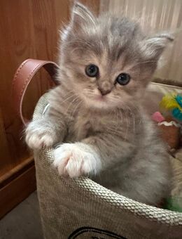 BLH/Heilig Birma-Mix Kitten weiblich - Lichtenstein (Sachsen)