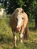 Wunderschöner palomino in 04668