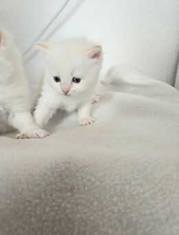 Ragdoll Kitten geimpft,entwurmt - Gelsenkirchen