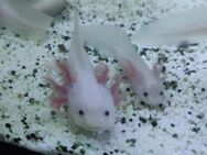 Axolotl Nachwuchs Abgabebereit - Greiz