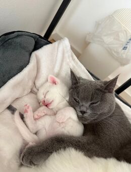 Wunderschöne BKH-Kitten suchen ein liebevolles Zuhause 🐾 - Moosburg (Isar)