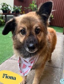 Fiona SR, voller Neugier und Sanftmut - Rheine