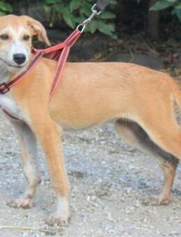 Misty wünscht sich ein Für-Immer-Zuhause - Grevenbroich