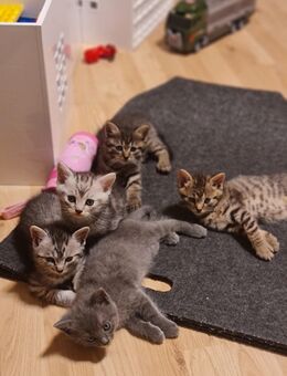 Kitten - Rheinfelden (Baden)
