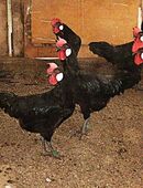 Minorka, für Hobbyhaltung, legereife Junghennen in 99765