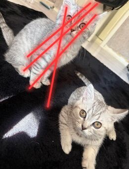 BKH Kater - Werl