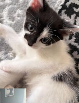 Baby katzen - Homburg