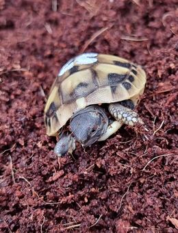 Griechische Landschildkröten NZ 2024 - Marl (Nordrhein-Westfalen)