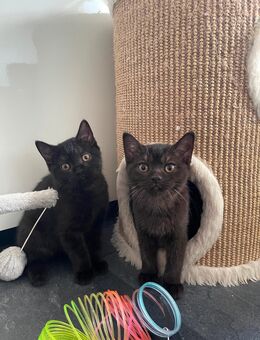 5 Kitten abzugeben - Berlin Steglitz-Zehlendorf