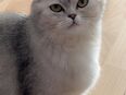 Katze zu verkaufen wegen Umzug in 40211