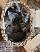 Katzenbaby 3 Monate in 63599