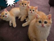 BKH Kitten mit Stammbaum - Bischofsheim