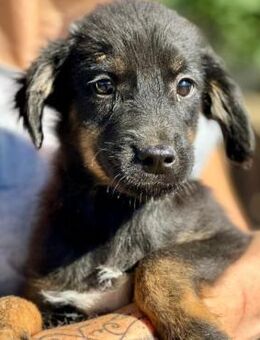 Süßes Schwarzschnäuzchen PUMPKIN (♂) - Duisburg