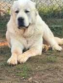 Alabai Zentralasiatische Owtcharka in 92281