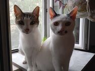 HILDA & BENNI VERSPIELTES KATZENDUO - Benediktbeuern