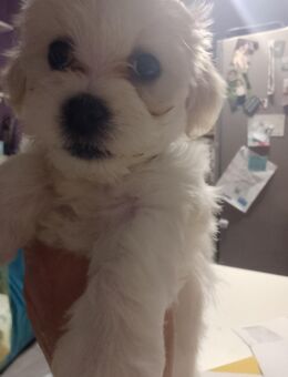 Maltipoo frise - Ellwangen (Jagst)