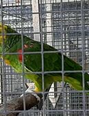 Doppelgelbkopfamazone in 04651