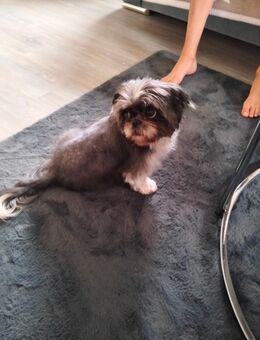 Hübscher lieber Hund zu verkaufen - Essen