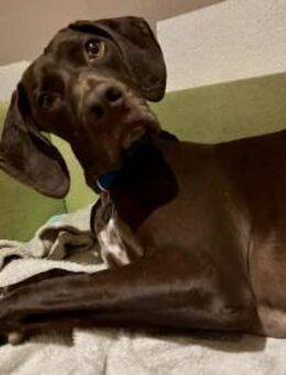 Asia, lernfreudig, freundlich, offen - Westerholt