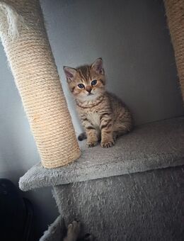 Reinrassige BKH Kitten. Abgabebereit - Ulm Zentrum