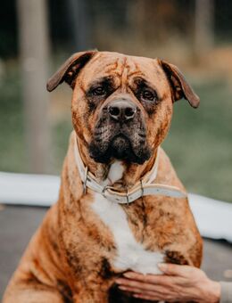 Bulldog Bonny (Tierschutz) - Höchenschwand