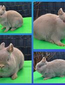 mini Löffelohrzwerg abzugeben , kastriert und geimpft in 45886