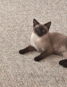 weibliche siam kitte - Detmold Berlebeck