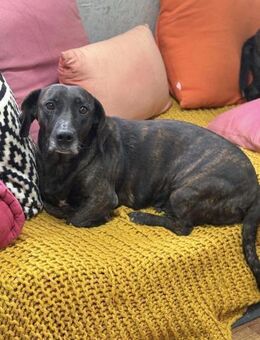 Seelenhündin Lady sucht ihr Glück - Gerlingen