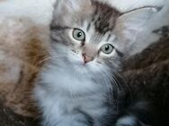 Maine Coon kitten - Berlin