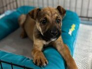 Pippin - Welpe sucht seine Menschen - Kallmünz
