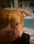 American bully in 38114