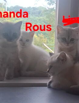 Wunderschöne BKH, Britisch-Kurzhaar-Kätzchen, Kitten - Esslingen (Neckar)