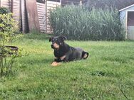 Schäferhund-Berner Sennen-Mix - Lohsa