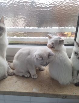 Absofort Bkh Kätzchen babykatzen Kittys - Nürnberg