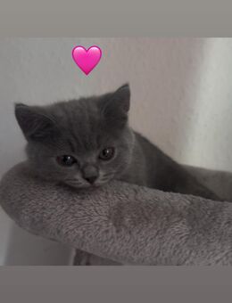 Süße Britisch-Kurzhaar-Kitten abzugeben – 1 Mädchen noch frei - Herford (Hansestadt)