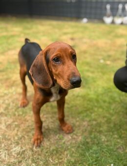 Ungarischer Brackenmix Jagdhund-Welpe – geimpft, gechipt & entwurmt - Lingen (Ems)