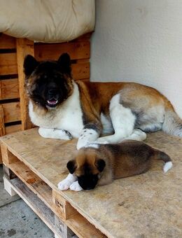3 Wundervolle Reinrassige American Akita / Amerikanischer Akita Welpen suchen ein Zuhause - Neuötting