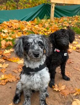 2 Süße Kleine Zwergpudel Mischlings Welpen - Nürnberg