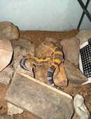 Leopardgecko (Weibchen) Einsteigerpaket in 60488