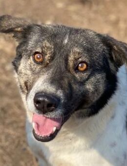 Degro, geb. ca. 01/2023, GRIECHENLAND - Euskirchen