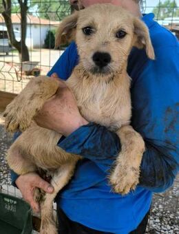 BALDER ~ goldenretrieverfarbener Bube - Duisburg