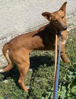 Mario 2 - lieb, sozial und sportlich - Heppenheim (Bergstraße)