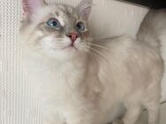 Neva Masquerade Ragdoll Katzenlady ABHOLBEREIT - Aachen