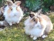 Abby und Luna - Löwenköpfchen - 5 Monate - Tierhilfe Franken e.V. - Lauf (Pegnitz) Zentrum