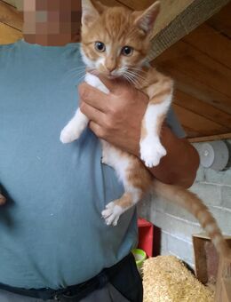 Roter Kater, 17 Wochen, Kitten, Babykatze, Katze, 70€ - Brilon
