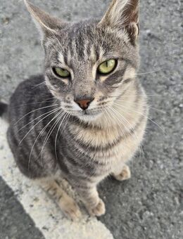 Beryl - sucht eine Schulter zum Anlehnen - Kirchheim (München)