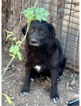 Bent - Pflegestelle oder Zuhause gesucht - Oberwies