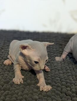 Sphynx Kitten in liebevolle Hände abzugeben - Wismar