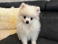 Reineassige Pomeranian Zwergspitz Jungs ab sofort abzugeben - Breidenbach